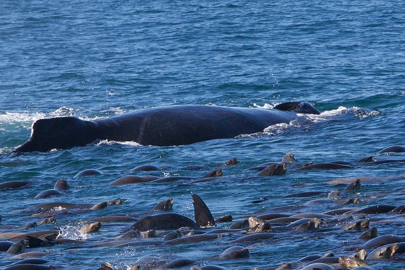 whale blow holes 015.jpg