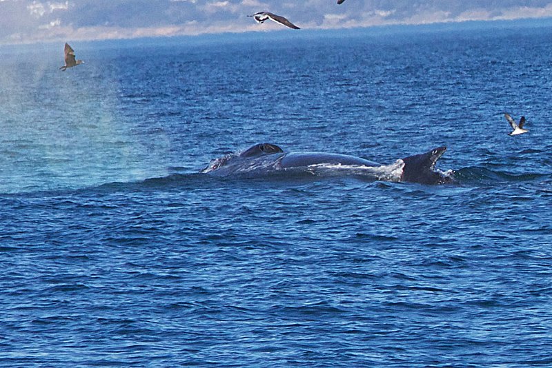 whale blow holes 018.jpg