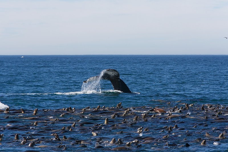 whale dive 1.jpg