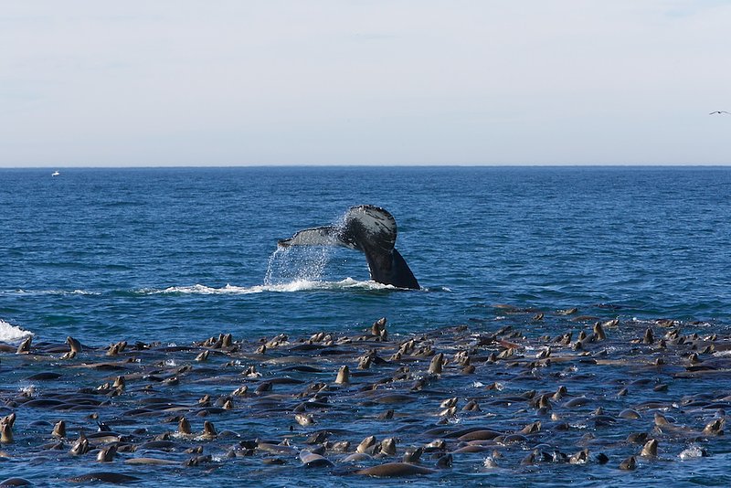 whale dive 2.jpg