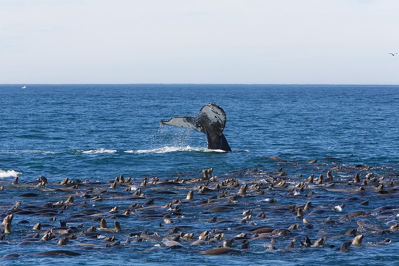 whale dive 3.jpg