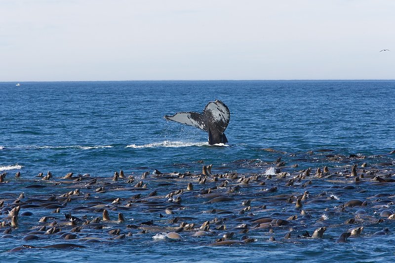 whale dive 4.jpg
