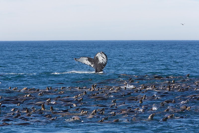 whale dive 5.jpg