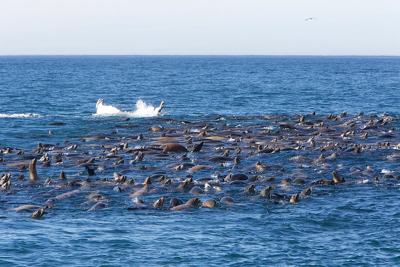 whale dive 6.jpg
