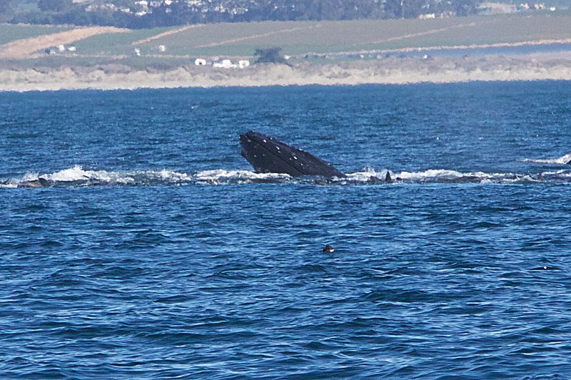 whale face 019.jpg