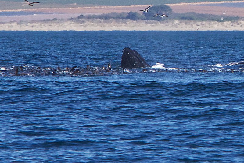 whale face.jpg