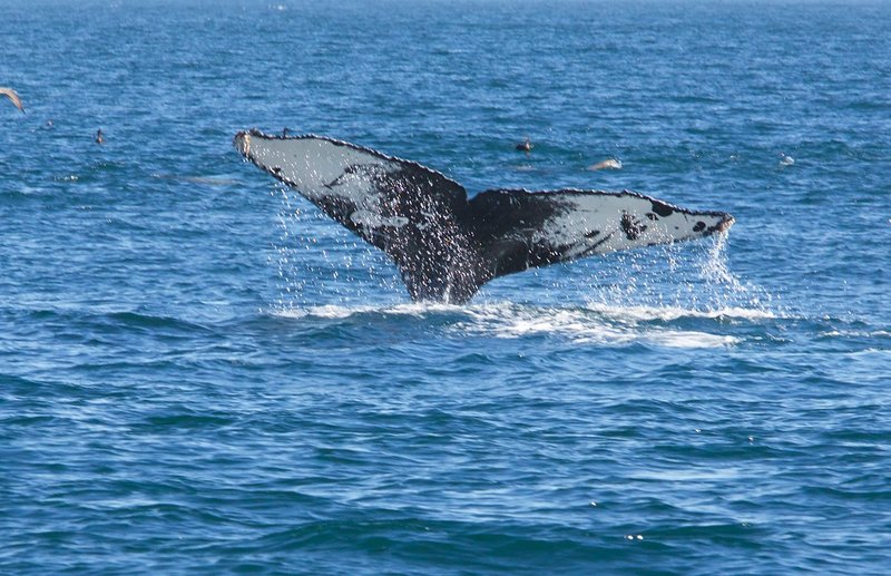 whale-flukes.jpg