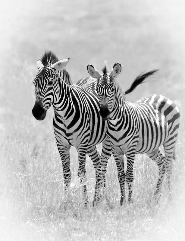 zebra-mom-and-young-adult-BWvign.jpg