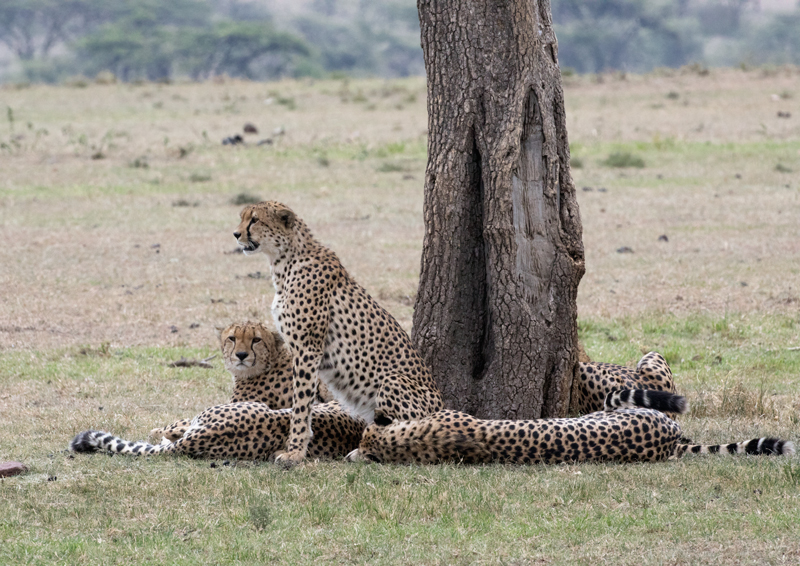 1 Cheetah Brothers Coalition is resting.jpg :: The cheetah brothers are resting.