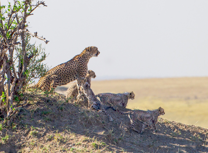 1 Cheetah-Family.jpg :: Cheetah-Family
