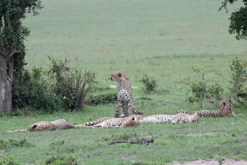 1 Lead cheetah looking to the left(1).jpg :: Lead cheetah looks to the right