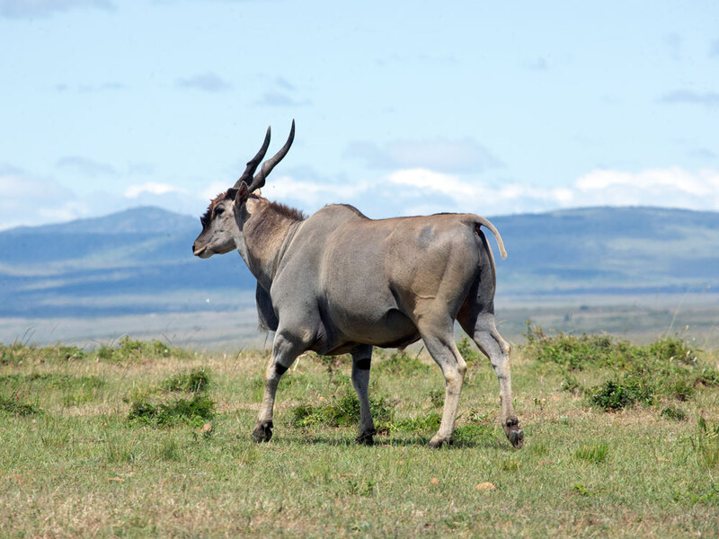 164A0094 Large Eland Male walking.jpg :: Large Eland Male walking
