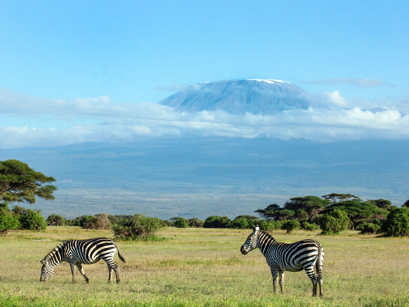 164A0383 Zebra Grazing and Mt-Kilimanjaro.jpg :: Zebra Grazing and Mt-Kilimanjaro