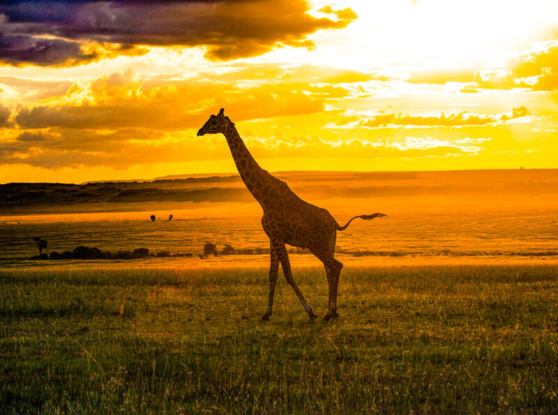 164A0753 Strolling At Sunset.jpg ::  Strolling At Sunset