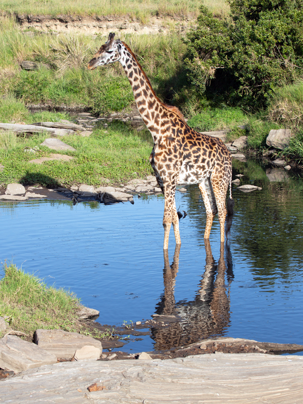 164A0800 giraffe-wading-in-shallows.jpg :: Giraffe female wading in the shallows of a stream