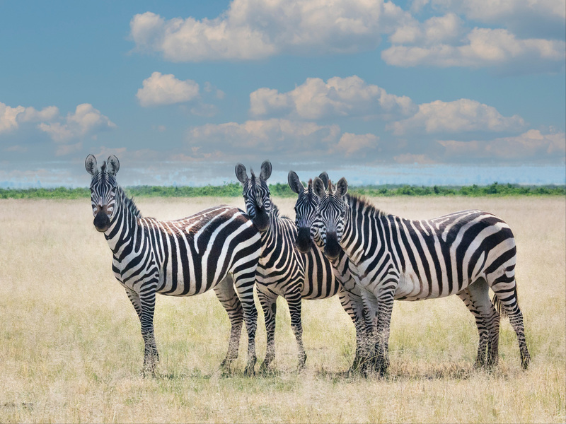 164A0936 Zebra Group Looking at You.jpg :: zebras