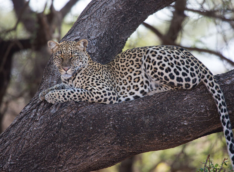 164A1214-Leopard-on-branch alternant image.jpg :: Leopard On Branch -alternant position