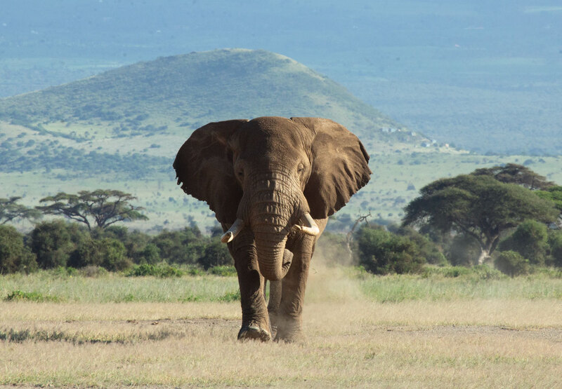 164A1236 Elephant Bull Coming Toward You.jpg :: Elephant Bull Coming Toward You 