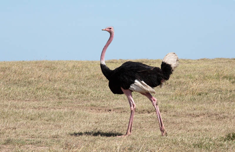 164A2028 Ostrich Male.jpg :: Ostrich male walking on the Masai Mare