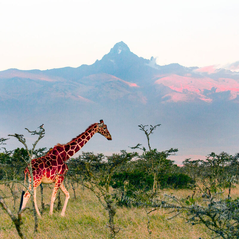 164A2286 giraffe-and-Mt-Kenya -square.jpg :: Giraffe grazing in Sweet Waters Kenya. Mt Kenya Giraffe grazing in Sweet Waters Kenya with Mt Kenya in background