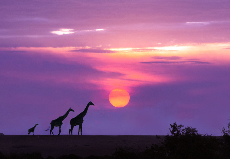 164A2389 Giraffe family walking at sunset.jpg :: Giraffe family walking at sunset