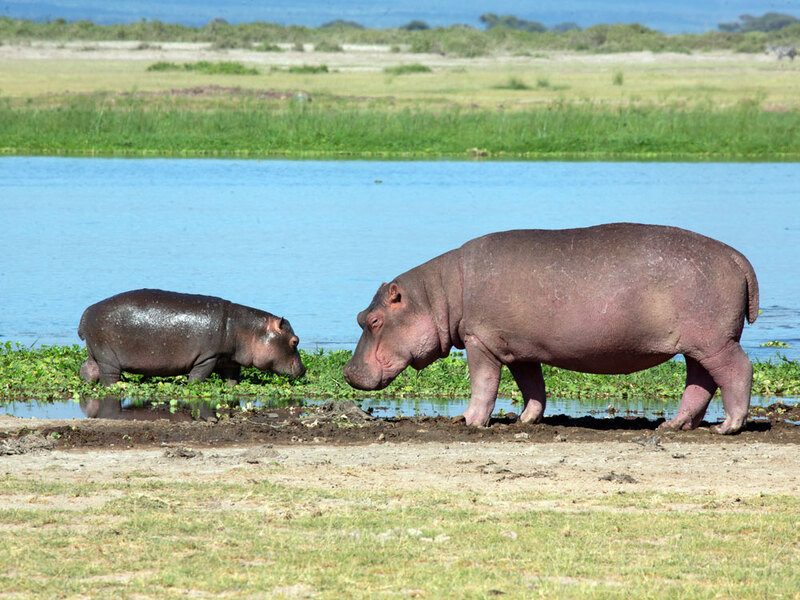 164A9990 Hippo And Young On Shore.jpg :: Hippo And Young On Shore