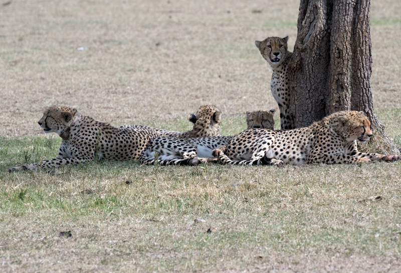 2 Cheetah brothers are all looking different directions.jpg ::  Cheetah brothers are all looking different directions observing for prey