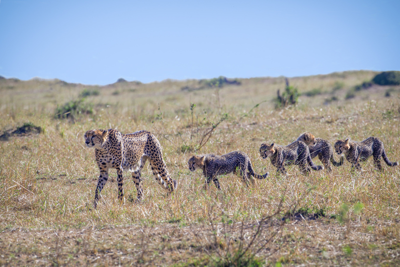 2 Cheetah walking-with 4 hungry cubs.jpg :: Cheetah walking-with 4 hungry cubs