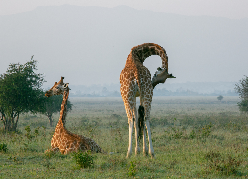2 giraffes at daybreak Kenya.jpg :: 2 Rothchilds species of giraffe at early daybreak in Kenya