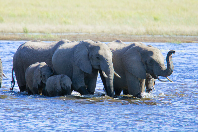 259A9629-Elephants-Crossing-Chobe River.jpg :: Elephants-Crossing-Chobe