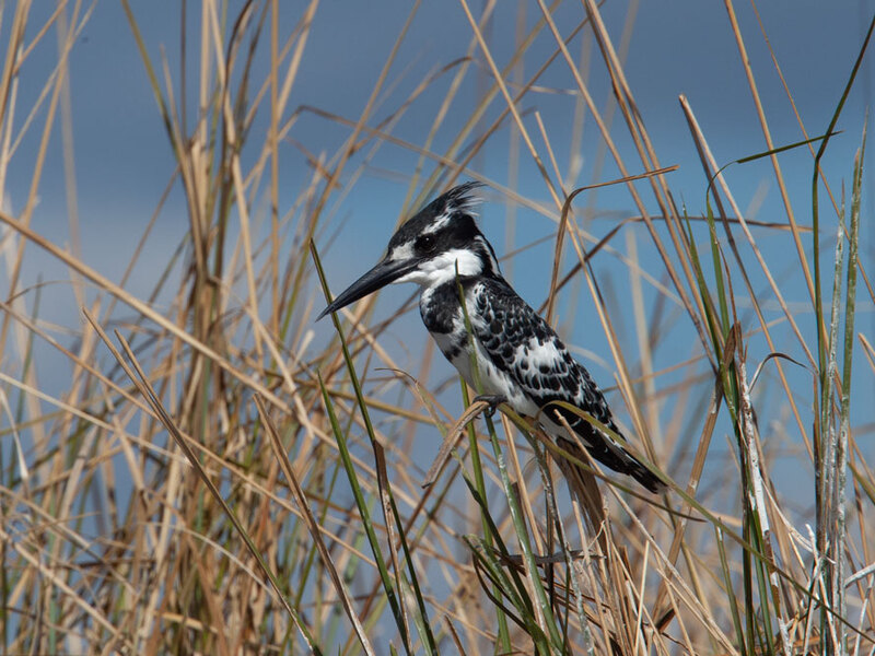 259A9916 King-Fisher.jpg :: King Fisher
