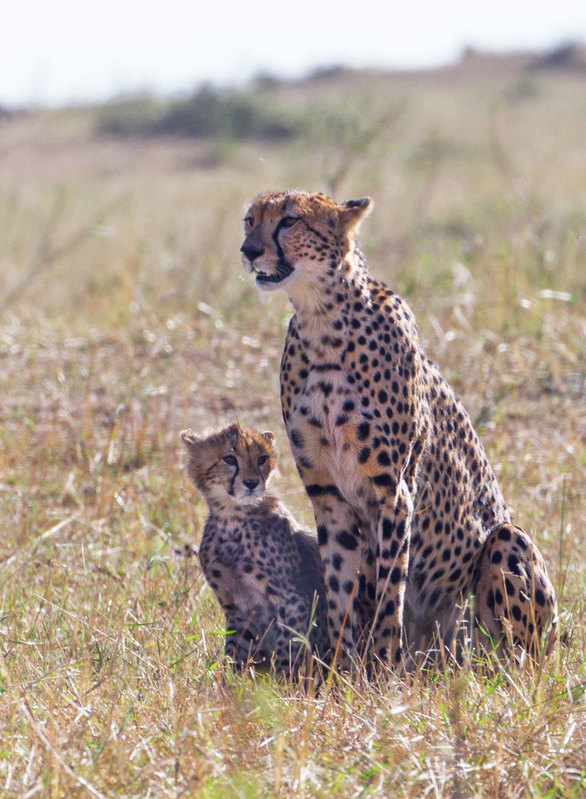 3 Cheetah-standing with an eager-to-learn cub.jpg :: Cheetah-standing with an eager-to-learn cub