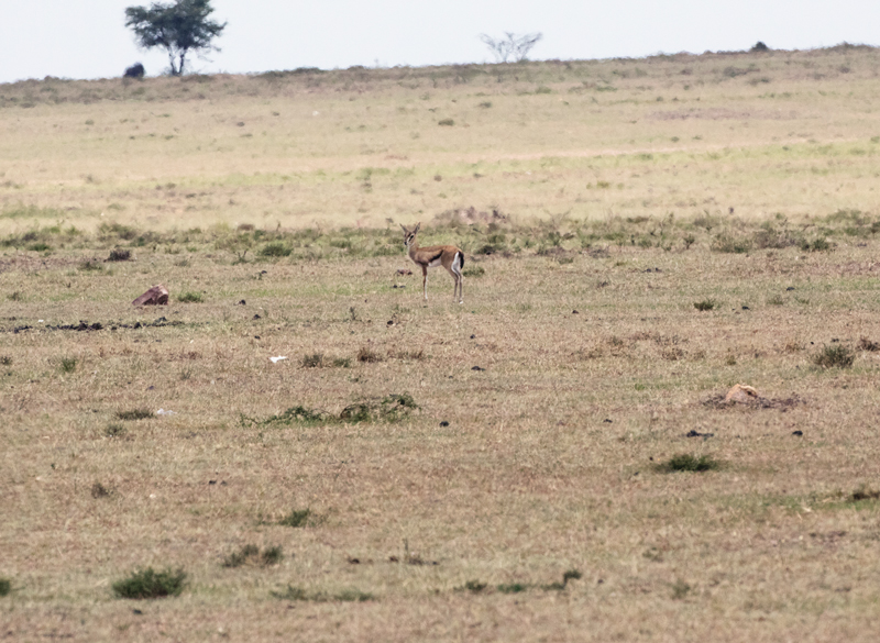 3a Their target is thompson Gazelle in the distance.jpg :: The target is being analyzed by all five of the cheetah brothers.
