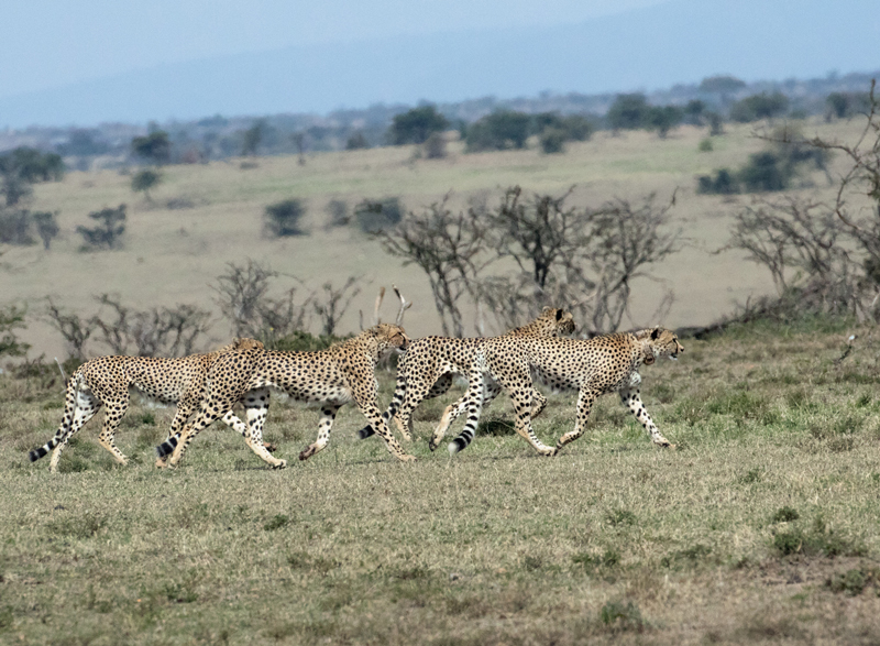 5 Cheetah brothers on the move.jpg :: The chase is about to begin