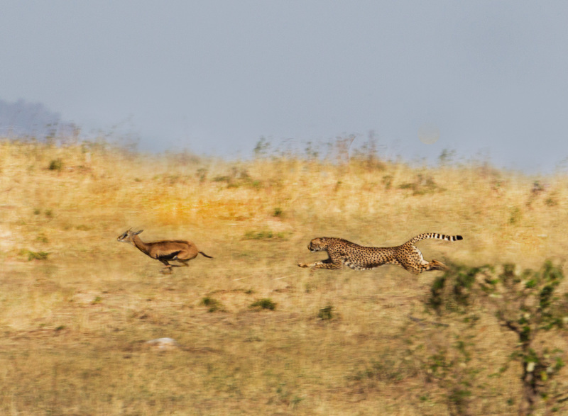 5 high-speed-chase of Thompson gazelle.jpg :: high-speed-chase of Thompson gazelle