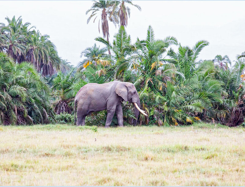5L2A4417 elephant-grazing-near-palms.jpg :: 5L2A4417elephant-grazing-near-palms
