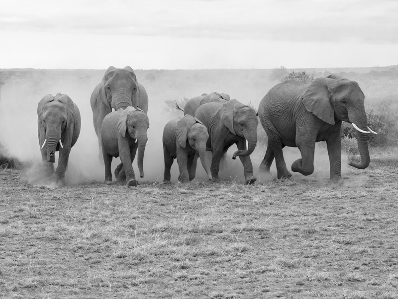 5L2A5514-Rushing-to-drink-BW version.jpg :: an elephant herd is rushing toward the marsh for a much needed drink.