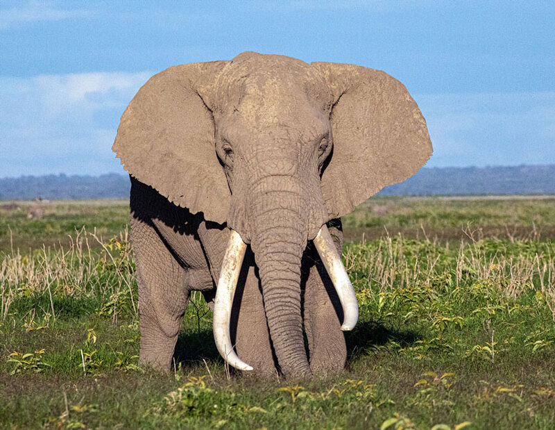 5L2A6928 elephant-bull-w-long-tusks.jpg :: Elephant bull with long tusks