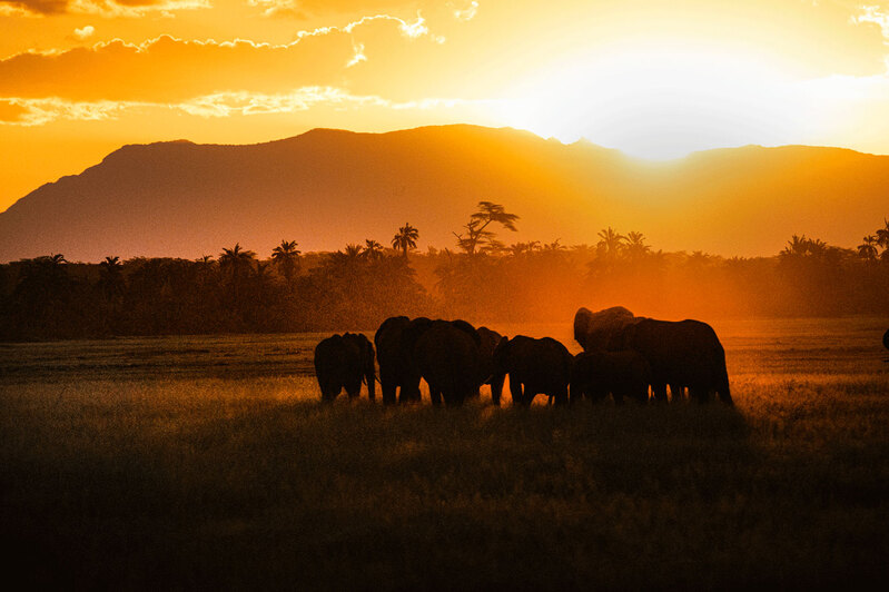 5L2A6993 Elephant Silhouettes.jpg :: Elephant Silhouettes in sundown