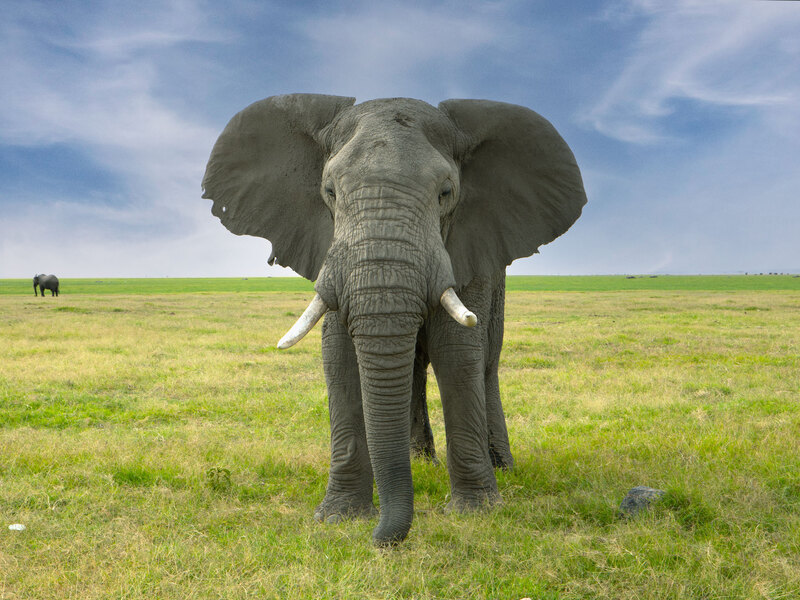 5L2A7083-Elephant-Bull Standing In Grassland of Masai Mara.jpg :: elephant 