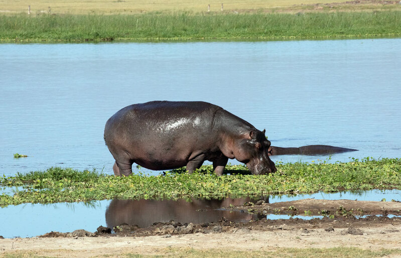 5L2A7107-Hippo Near Shore.jpg :: Hippo Near Shore