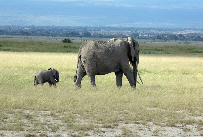 5L2A7391 Elephant And Very Young Infant.jpg :: Elephant And Very Young Infant