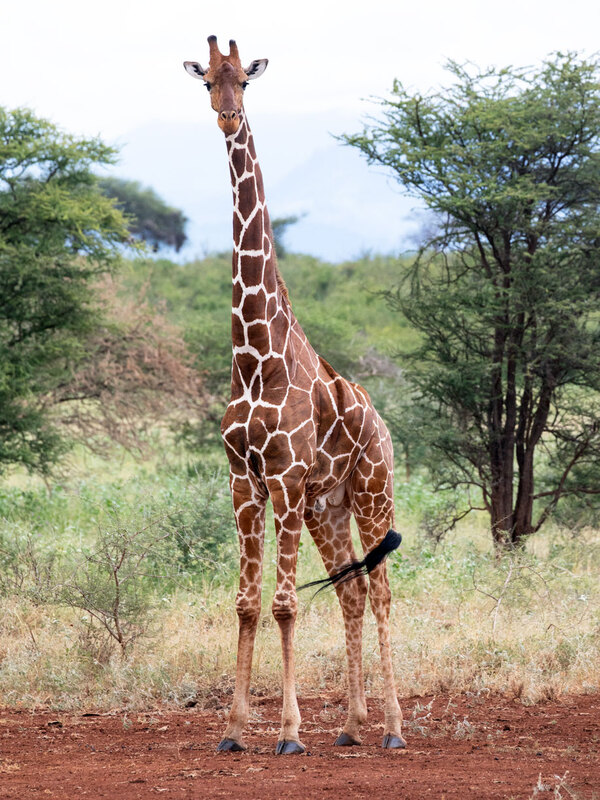 5L2A7932- Male-Reticulated-giraffe.jpg :: Male Reticulated giraffe standing