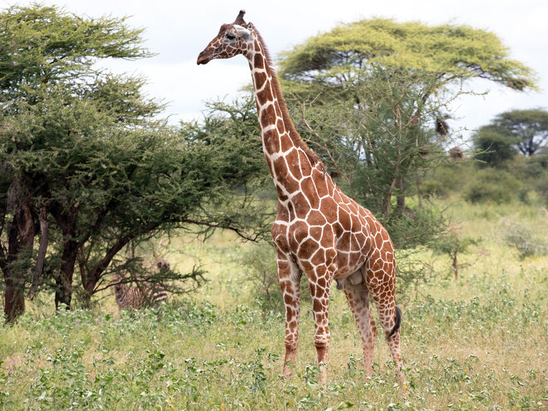 5L2A7942 Male Reticulated giraffe.jpg :: Male Reticulated giraffe