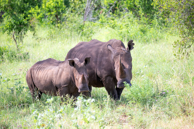 5L2A8028-White Rhino And Young.jpg :: White-rhino-and-young