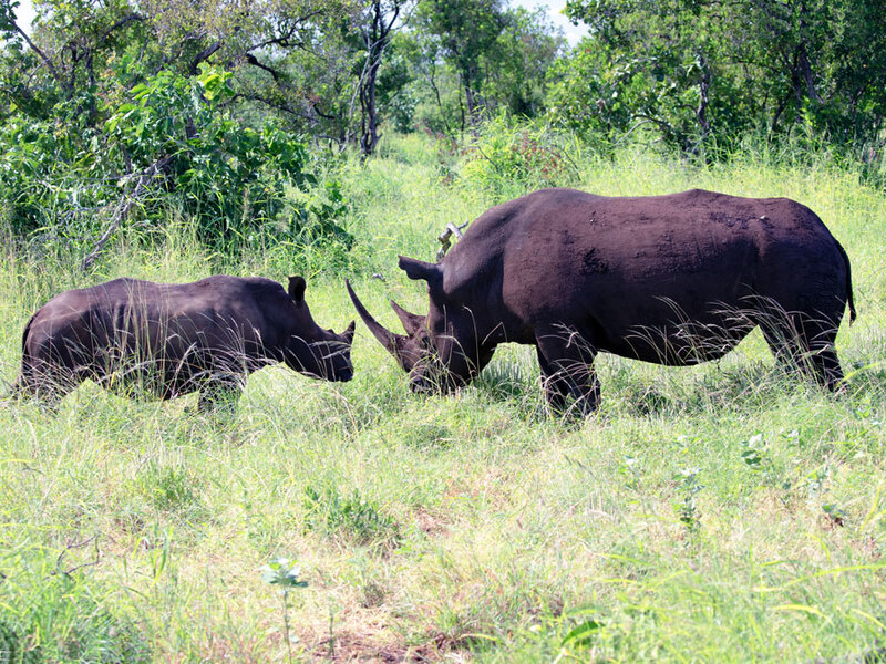 5L2A8048- White Rhino And Young.jpg :: White Rhino And Young grazing In Meru area Kenya