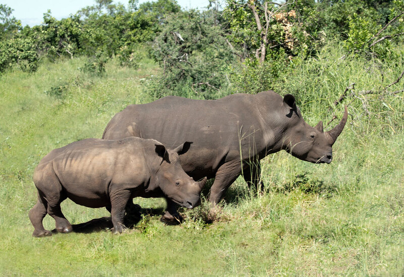 5L2A8072-White rhino and young.jpg :: White rhino and young
