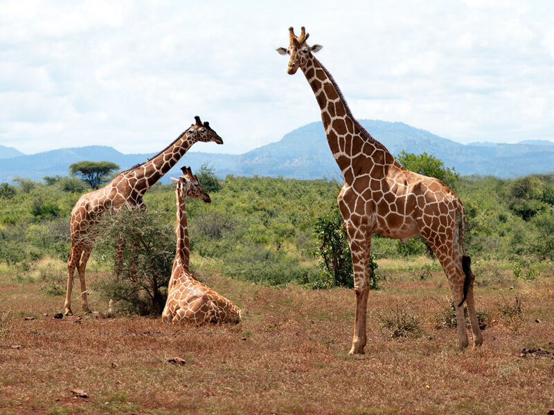 5L2A8125 Reticulated Giraffe family.jpg :: Reticulated Giraffe family