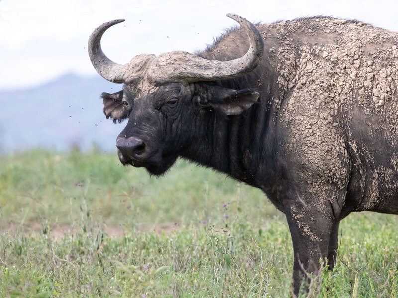 5L2A8414-Cape Buffalo Male.jpg :: Cape Buffalo Male