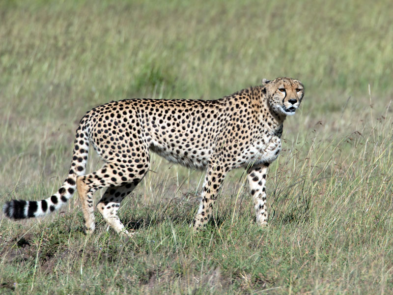 5L2A8739 cheetah-male-walking.jpg :: 5L2A8739 cheetah-male-walking